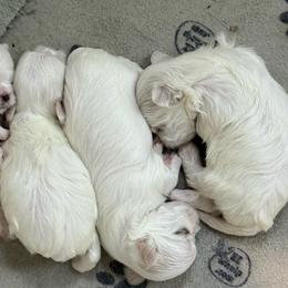 Boy 3 - White male Maltese puppy in Charlotte, North Carolina from Toy Poodle and Maltese Perfection
