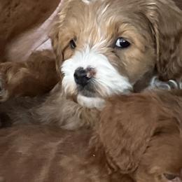 Australian Labradoodles from Cherry Valley Labradoodles