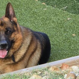 German Shepherds from Christopher & Lori Mollo