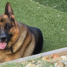 German Shepherds from Christopher & Lori Mollo