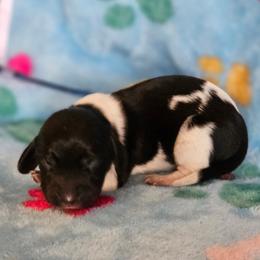 Black and tan pie 2 coat TBD - Piebald male Dachshund puppy in Herald, California from Bluegum Dachshunds