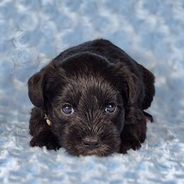 Domino - Black male Miniature Schnauzer puppy in Ely, Nevada from Great Basin Miniature Schnauzers