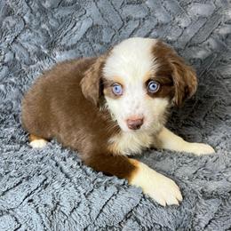 Katy - Red tri female Toy Australian Shepherd puppy in Hokes Bluff, Alabama from Alegria Toy Aussies