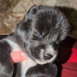 Wicked - Agouti and white male Siberian Husky puppy in Richland, Mississippi from Feazell’s Siberian Huskies