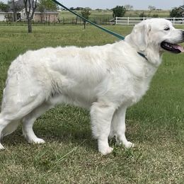 Golden Retriever All Grown Up from Amberidge Golden Retrievers
