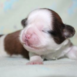 Girl 1 - Red and white female Shih Tzu puppy in Craig, Colorado from Rocky Mountain Shih Tzus and Dry Creek Miniature Dachshunds