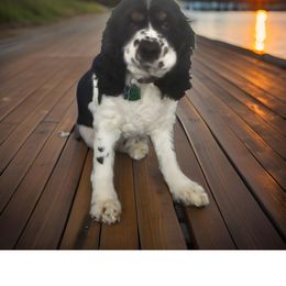 Oliver - Cocker Spaniel