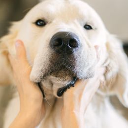 Goose - Golden Retriever