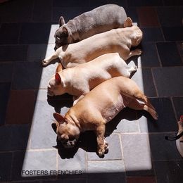 French Bulldog Puppies from FOSTERS FRENCHIES