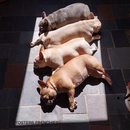 French Bulldog Puppies from FOSTERS FRENCHIES
