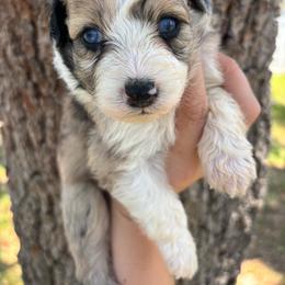 Blue Merle girl - larger white blaze - Blue merle female Aussiedoodle puppy in Spring Hill, Florida from Pawprint Dreams Boarding and Kennel