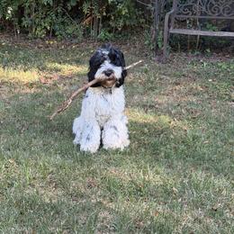 Springerdoodle All Grown Up from Cooper’s Mini Doodles
