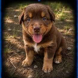 Alan- Red Tri - Red tri-color male Australian Shepherd puppy in Hugo, Colorado from Frying Pan Ranch Australian Shepherds