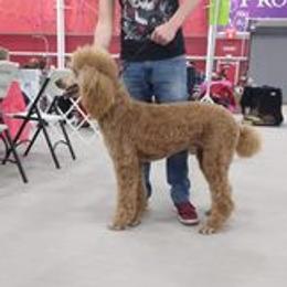 Prince - Poodle