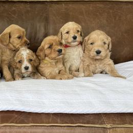 Australian Labradoodle Puppies from Kings Labradoodles