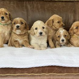 Australian Labradoodle Puppies from Kings Labradoodles