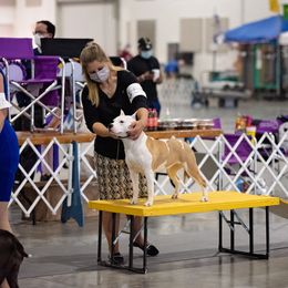 American Staffordshire Terrier Puppies from America's Best