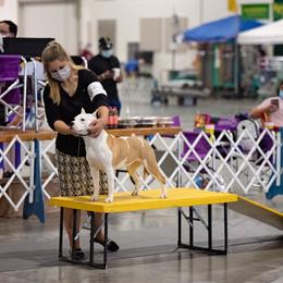 American Staffordshire Terrier Puppies from America's Best