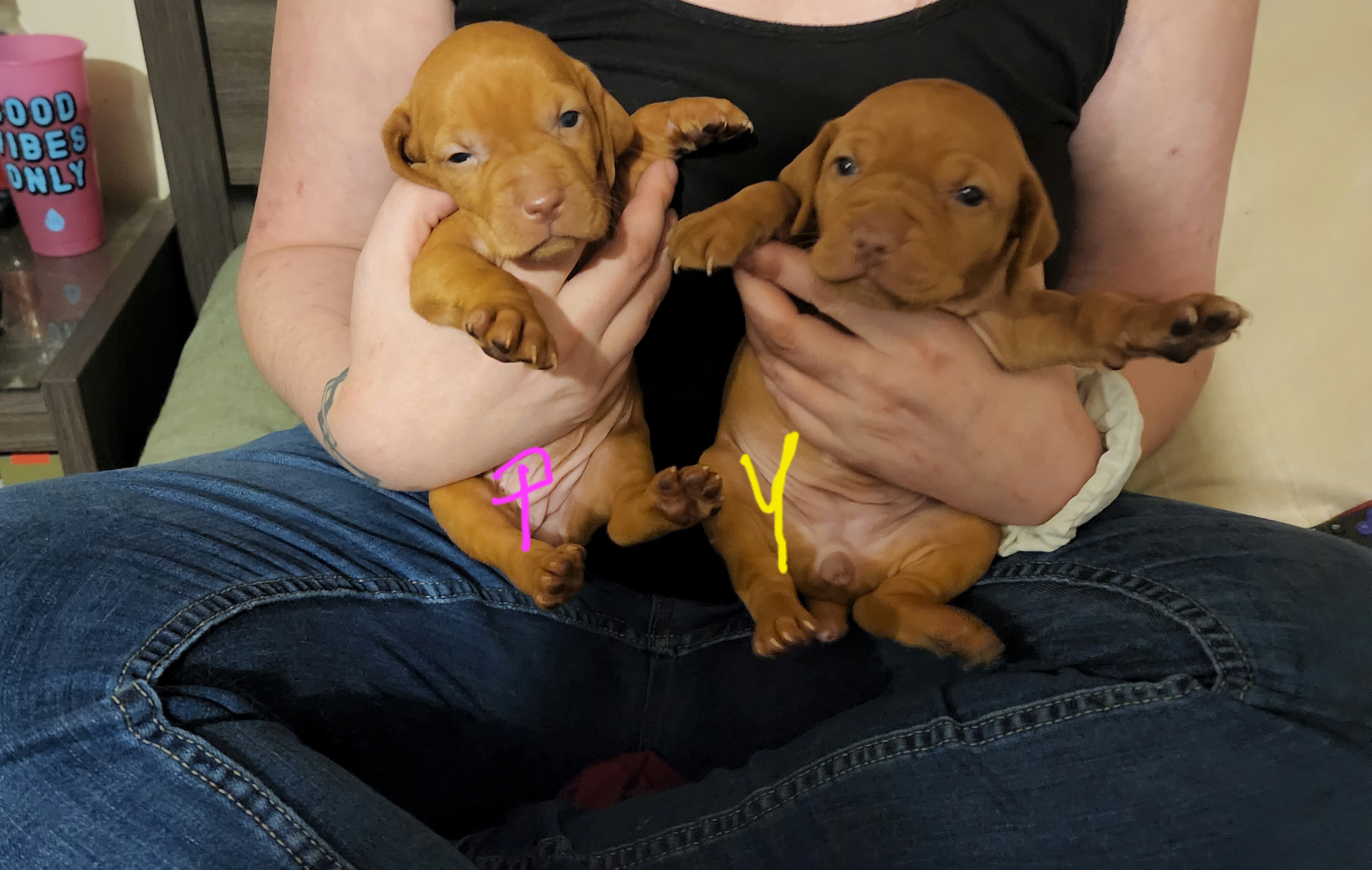 Vizsla Puppies from Western Tennessee Vizslas