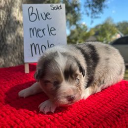 Topaz - Blue merle male Australian Shepherd puppy in Alvin, Texas from Oasis Australian Shepherd