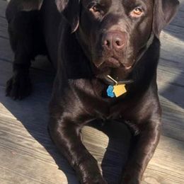 Labrador Retrievers from Willow run farm’s Labrador Retrievers