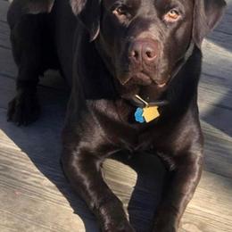 Labrador Retrievers from Willow run farm’s Labrador Retrievers