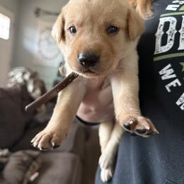 Gunner (Brown collar) Male (yellow) - Yellow male Labrador Retriever puppy in Moore, Oklahoma from Okiehuntinboyz Labrador Retrievers