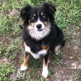Miniature Australian Shepherds from VB Silver Spurs Aussies