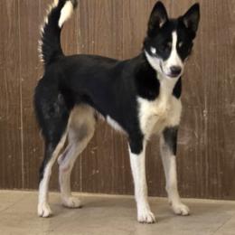Border Collie puppies from JiJin Kennels, LLC