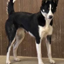 Border Collie puppies from JiJin Kennels, LLC