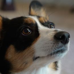 Caster - Pembroke Welsh Corgi