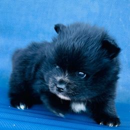 Boy 1 - Cream male Pomeranian puppy in Green Cove Springs, Florida from Natasha's Ark of Joy