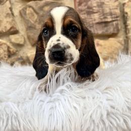 Dark Pink Female - Black tan and white female Basset Hound puppy in Clinton, Tennessee from High Hopes Hounds