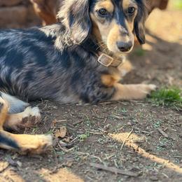 Pippi - Dachshund