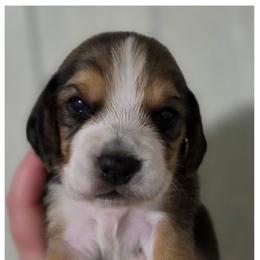 Voltage - Black fawn and white male Beagle puppy in Brockway, Pennsylvania from Sugar Hill Hounds
