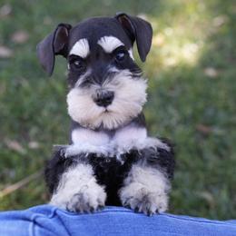 Miniature Schnauzer Puppies from Snowflake Schnauzers