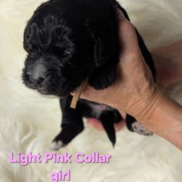 Light Pink Collar - Black female Assorted Doodle Crosses puppy in Elma, New York from Newfiedoodles of WNY