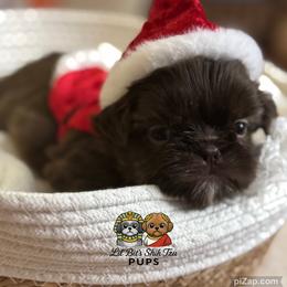Juno - Chocolate male Shih Tzu puppy in Walkertown, North Carolina from Lil’ Bit’s Shih Tzu