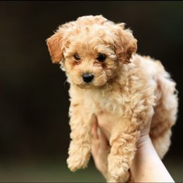 Poodle Puppies from Emerald Mini Poodles