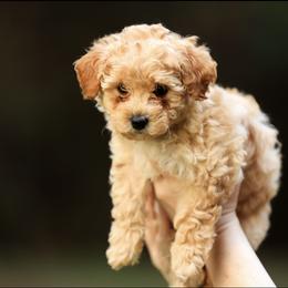 Poodle Puppies from Emerald Mini Poodles