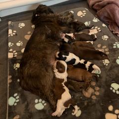 Cavatzu puppies from Amy’s Puppy Tzu