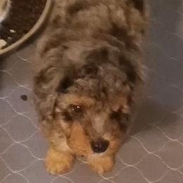 Boy one - Merle male Cavapoo puppy in East Providence, Rhode Island from Marta's Cavaliers