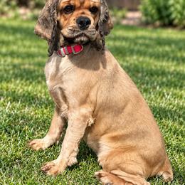 Lafonda - Cocker Spaniel