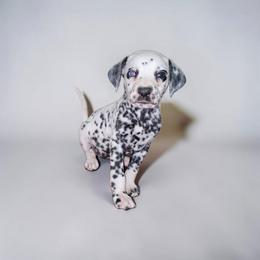 Cora - White and black female Dalmatian puppy in Adkins, Texas from Rock'N'Spark Dalmatians