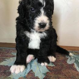 Bernedoodles of Kansas breeder of Bernedoodle