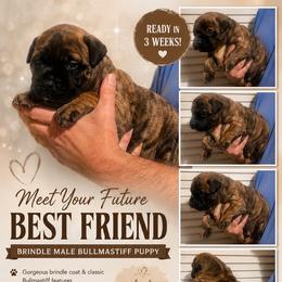 Bullmastiff puppies from Bessettes Bullies