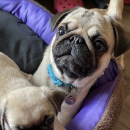 Rocki - Pug
