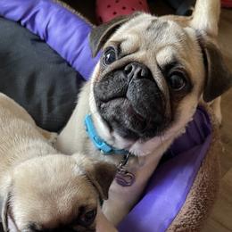 Rocki - Pug