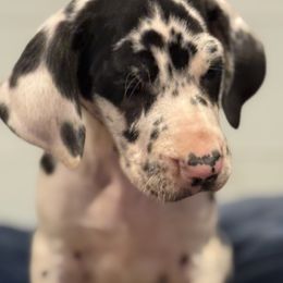 Nova - Harlequin female Great Dane puppy in Hutchinson, Kansas from Dappled Danes