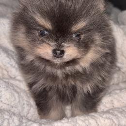 Blue and tan king - Blue and tan male Pomeranian puppy in Fayetteville, North Carolina from Tar-heel Poms